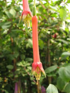 Fuchsienbild F. splendens var. cordifolia 02